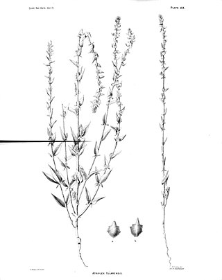 <i>Atriplex tularensis</i> Species of flowering plant