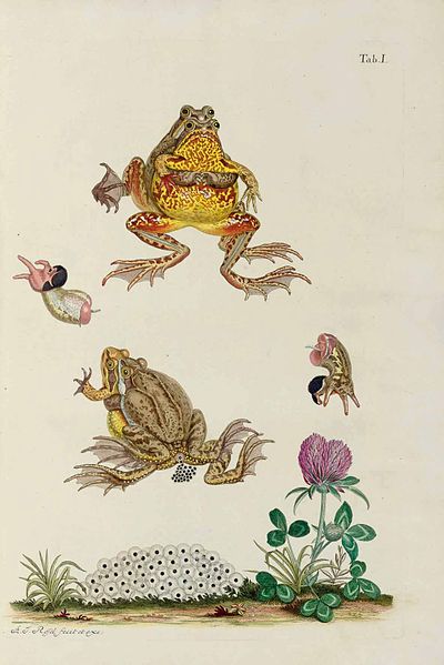 File:August Johann Rösel von Rosenhof - Historia naturalis ranarum, Tafel 1.jpg