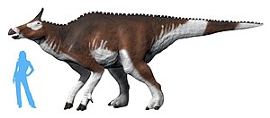 Augustynolophus: Historia, Budowa, Systematyka