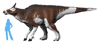 Augustynolophus NT.jpg