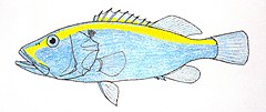 Description de l'image Aulacocephalus.jpg.