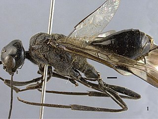 <i>Aulacus</i> Genus of wasps