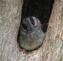 Australian owlet-nightjar Australian Owlet-nightjar Samcem Jan03.JPG