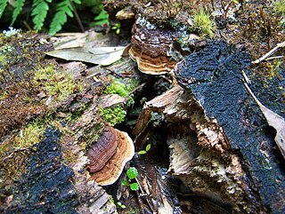 <i>Australoporus</i> Genus of fungi