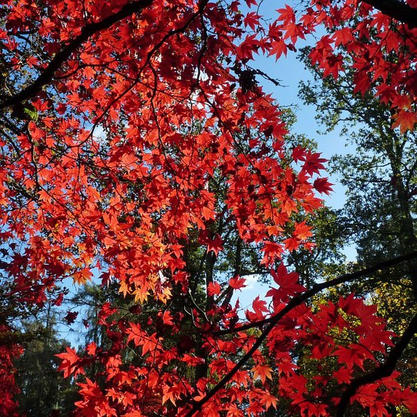 File:Autumn Colours 2012 at Westonbirt Arboretum (6) - geograph.org.uk - 3208300.jpg