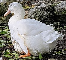 large white duck