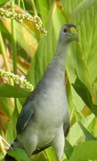 <span class="mw-page-title-main">Azure gallinule</span> Species of bird