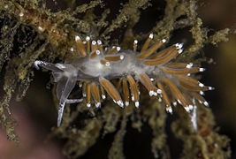 Flabellina gracilis