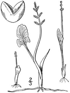 <i>Botrychium simplex</i> Species of fern in the family Ophioglossaceae