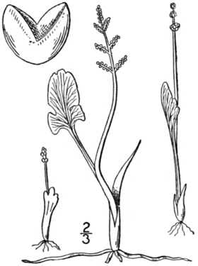 Botanisk illustration fra 1913