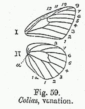 Wing venation BH015 Colias.jpg