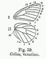 Venation of Colias (Clouded Yellows) of Family Pieridae.