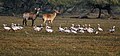 Indiai lúd csapat. Háttérben két nilgau antilop (Boselaphus tragocamelus). Bharatpur, India