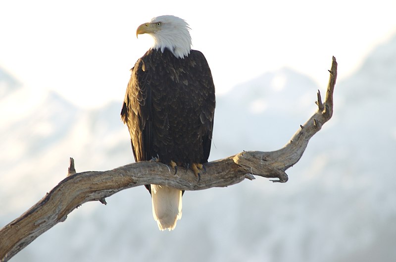 File:Bald Eagle Alaska (16).jpg