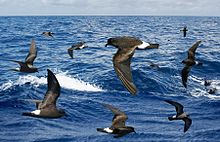 Band-rumped Petrel From The Crossley ID Guide Eastern Birds.jpg