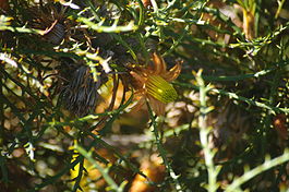 Banksia horrida gnangarra 01.JPG
