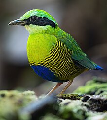 Bar-bellied Pitta (cropped).jpg