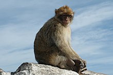 A Barbary macaque on the Rock of Gibraltar Barbary Macaque.jpg