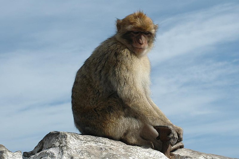 ファイル:Barbary Macaque.jpg