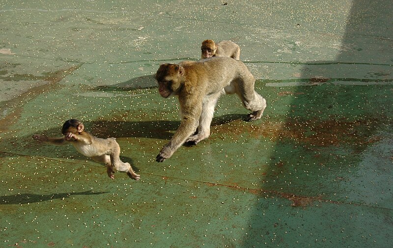 File:Barbary macaques at Prince Ferdinand's Battery, Gibraltar 37.JPG