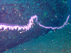 Barbed wire siphonophore