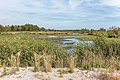 Door succesvol natuurbeheer ontstaat er nieuwe aangroei van hoogveen.