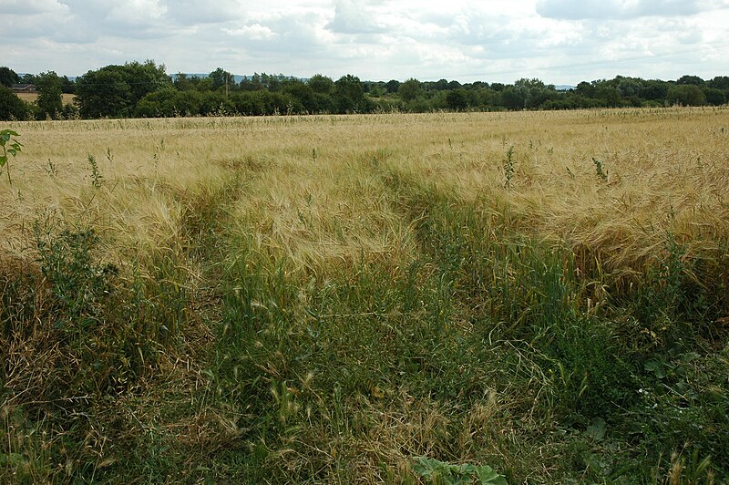 File:Barley field at Hampton - geograph.org.uk - 2005476.jpg