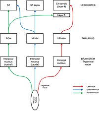 Sensory information flows in parallel pathways from whiskers to cortex. Barrel cortex pathways.jpg