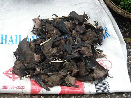 Fail:Bats_for_eating_in_Laos.jpg