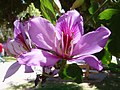 Miniatura para Bauhinia variegata