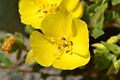 Beach evening primrose (6931420587). 
 jpg