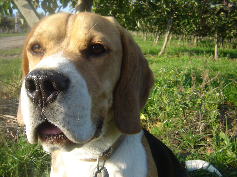 File:Beagle bígl.jpg