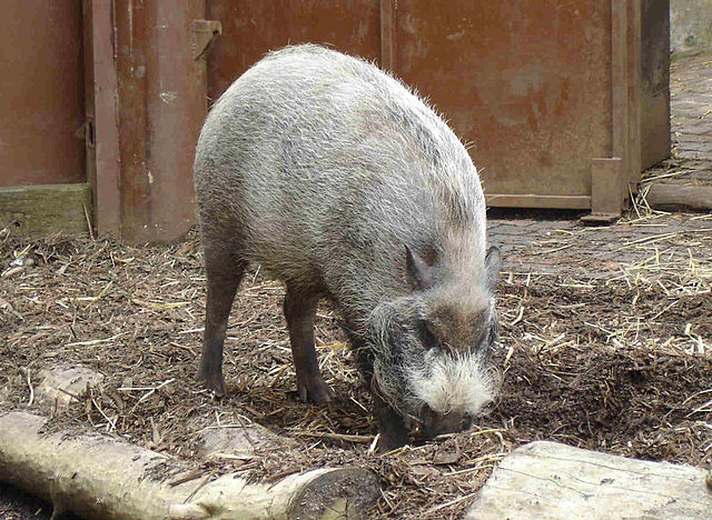 Bornean bearded pig (Sus barbatus)