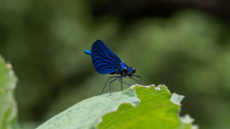 File:Beautiful demoiselle at Blue Eye spring, Albania - 48081742963.jpg