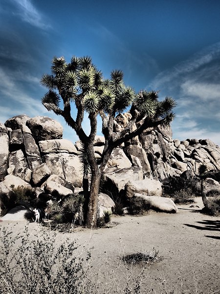 File:Beauty of Joshua Tree.jpg