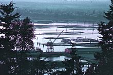 The harbor of Bellingham, Washington, filled with logs, 1972