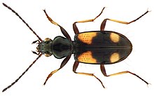 ناتولیتسکی ، بی نظیر Bembidion (Nepha) ، 1914 (4303600971) .jpg