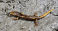 * Nomination Ligurischer Höhlensalamander (Speleomantes strinatii) (by User:Benny Trapp)) --Achim Raschka 18:39, 25 November 2013 (UTC) * Promotion ok. --Mattbuck 00:42, 30 November 2013 (UTC)