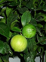 Bergamot oranges