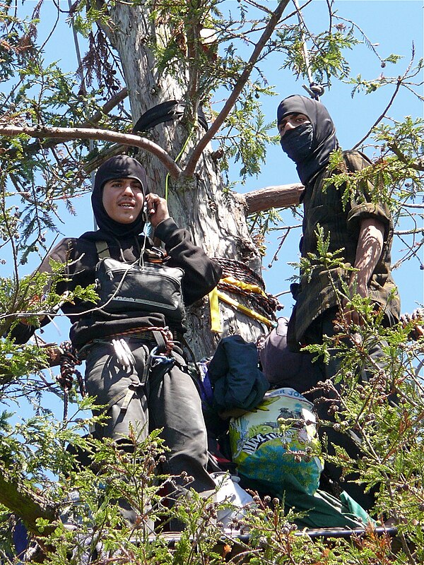 Demonstrators in a tree at the Berkeley oak grove protest in 2008