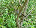 Thumbnail for File:Bewick's wren in the Gamble Garden (41404).jpg