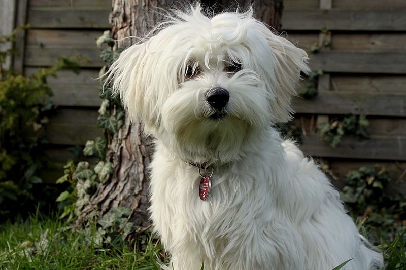 File:Bichon havanese.jpg