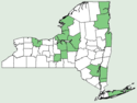 Bidens discoidea NY-dist-map.png