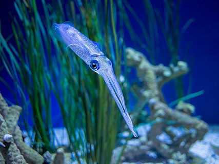 Bigfin reef squid (Monterey Bay Aquarium)