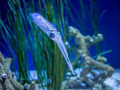 Bigfin reef squid (11760)