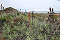 Puya chilensis