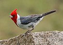 aves De Argentina