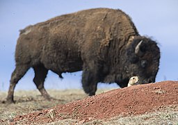 Bison and prairie dogs are commonplace in the park.
