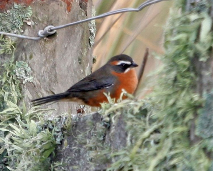 File:Black-and-rufous Warbling-Finch (Poospiza nigrorufa) - Flickr - Lip Kee.jpg