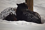 two black bears sleeping in the snow